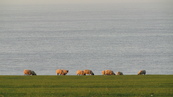 SX21918 Sheep grazing at the end of the world.jpg